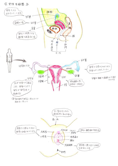 生殖器 女|自分のヴァギナを見たことある？女性の生殖器の構造。